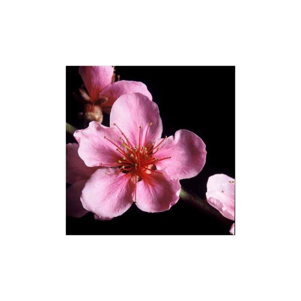 Image 3D - gk3030039 - 30x30 - fleurs roses sur fond noir - Photo n°1