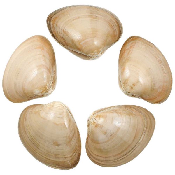 Coquillages clam beiges polis entiers - 8 à 10 cm - Lot de 2. - Photo n°1