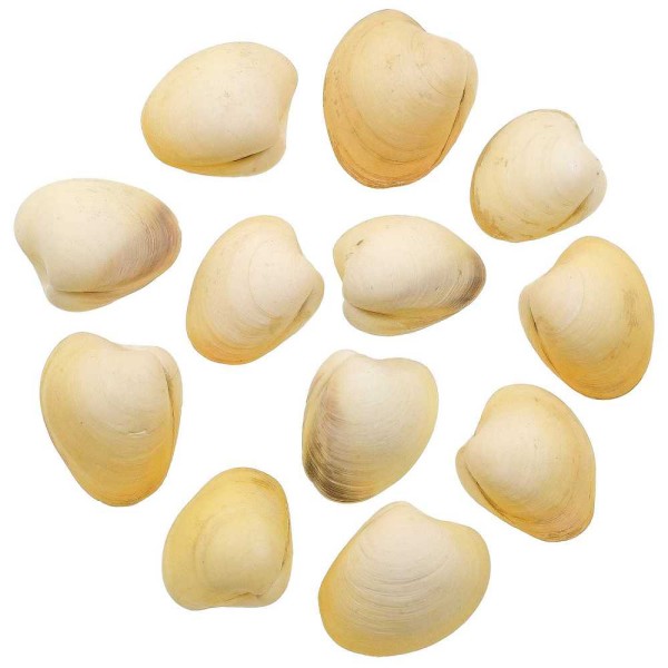 Coquillages bivalves jaunes entiers - 3.5 à 4.5 cm - Lot de 3. - Photo n°1