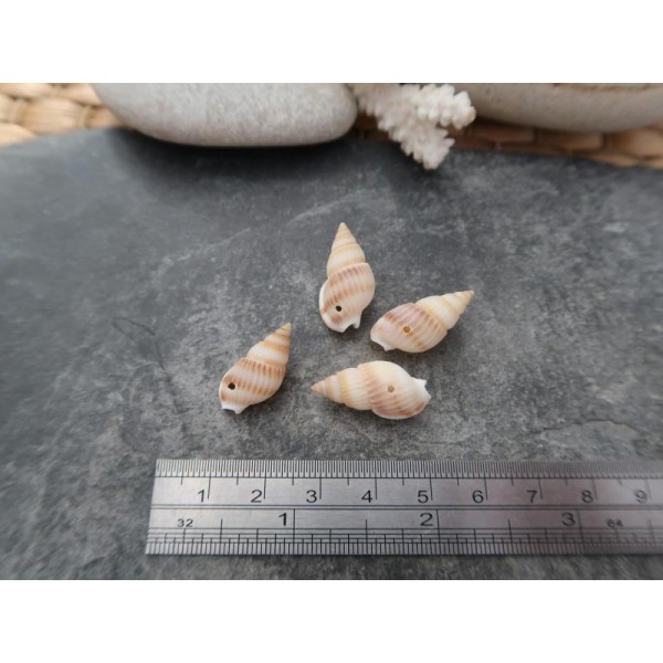Perles coquillage percés, Perles coquillages naturels, 25 à 19 mm, 10 pcs - Photo n°5