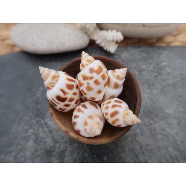 Perles coquillages naturels percés, Coquillages bicolores de 20 à 30 mm, 10 pcs - Photo n°1
