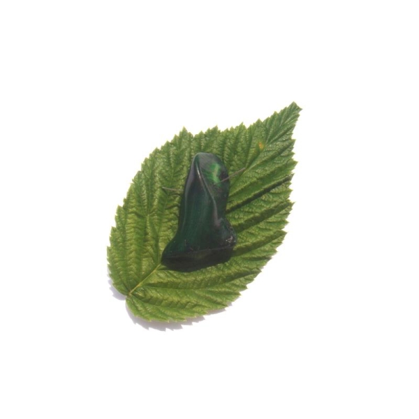 Gorgone ( Corail ) teintée vert : Perle 3 CM de hauteur x 1,8 CM de largeur - Photo n°1
