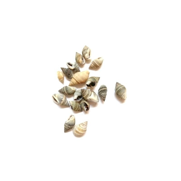 50 Perles en Coquille Naturelle Escargot de Mer Couleur Naturelle - Photo n°1