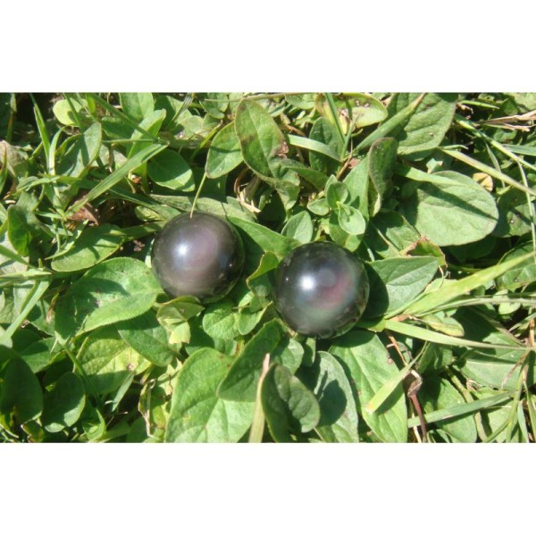Obsidienne Oeil Céleste : 2 Perles 16 mm de diamètre ( D42 ) - Photo n°1