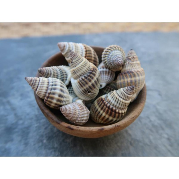 Perles véritables coquillage percés, Pendentifs coquillages, 28 à 10 mm, 10 pcs - Photo n°1