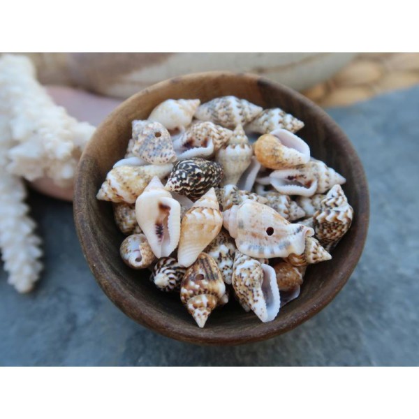 Perles coquillages rayés naturels, Pendentifs coquillages percés, 16 à 13 mm, 20 pcs - Photo n°1
