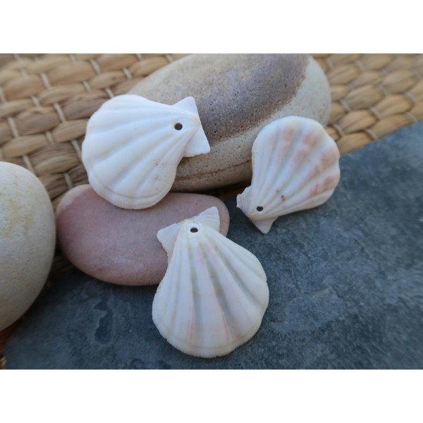 Grands coquillages blanc, Pendentifs coquillage naturels percés, 35 à 40 mm, 5 pcs - Photo n°1