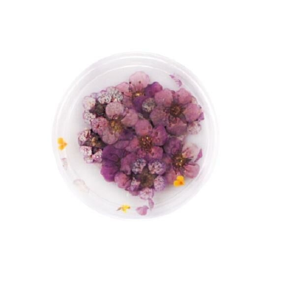 20pcs Violet Teint Pressé Séchées Peu Narcisse Fleur de Plantes Sèches Époxy Résine UV Pendentif Nai - Photo n°1