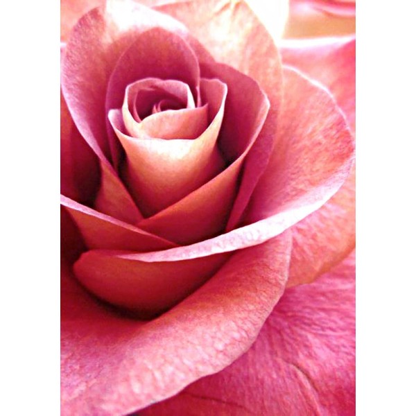 Broderie diamant kit- Rose Rose WD019- 27*38 cm - Photo n°1