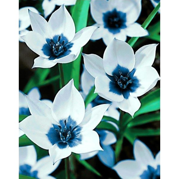 Broderie diamant kit- Tulipe oeil bleu WD034- 38*48 cm - Photo n°1