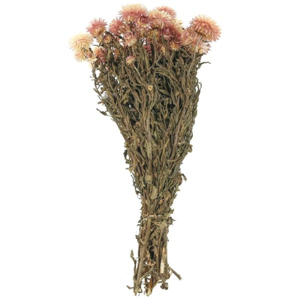 Bouquet fleurs séchées hélichrysum rose (immortelles) - 40 cm. - Photo n°1