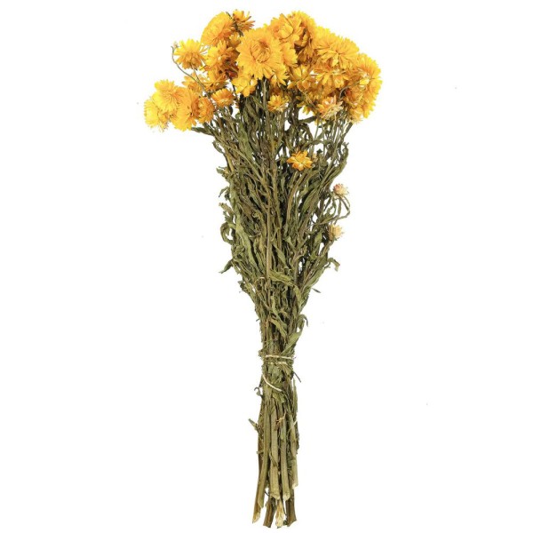 Bouquet fleurs séchées hélichrysum jaune (immortelles) - 45 cm. - Photo n°1
