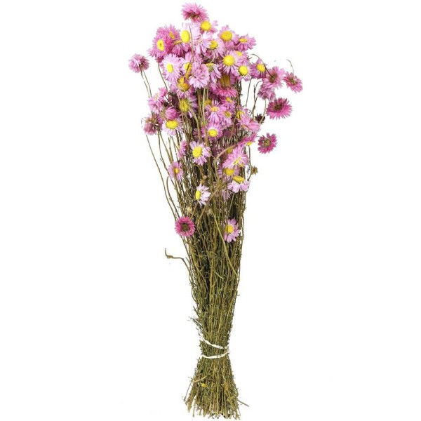 Bouquet fleurs séchées acroclinium rose - 60 cm. - Photo n°1