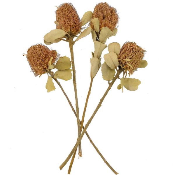 Fleurs séchées banksia coccinea - Lot de 2. - Photo n°2