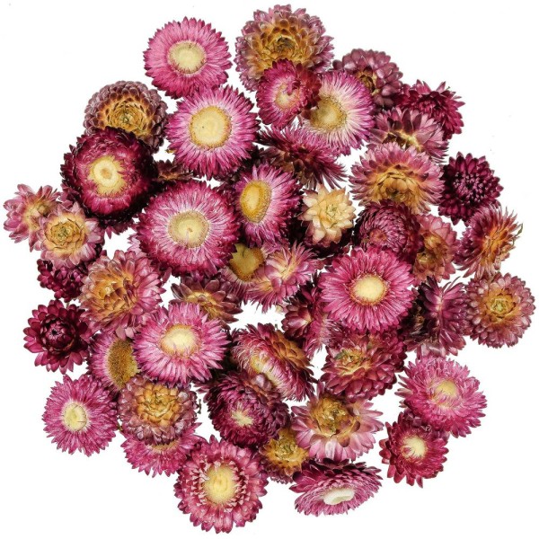 Têtes d'hélichrysum rose foncé (immortelles) - 50 grammes. - Photo n°1