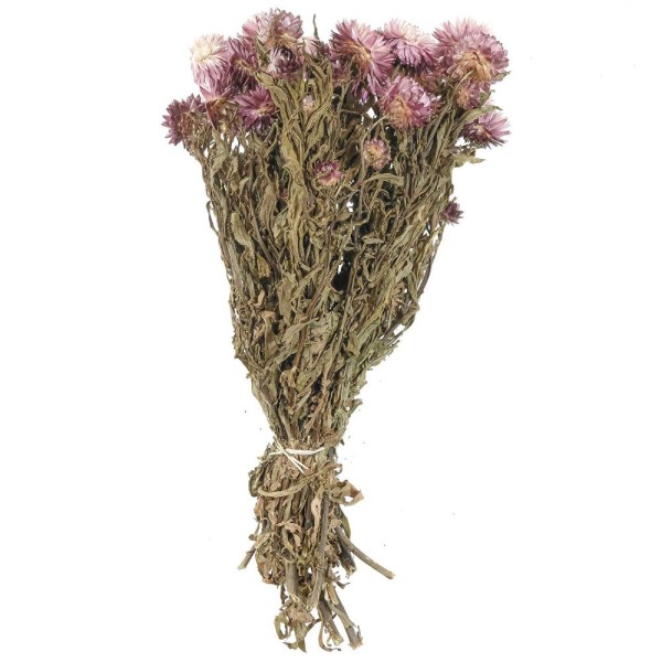 Bouquet fleurs séchées hélichrysum bordeaux (immortelles) - 40 cm. - Photo n°1