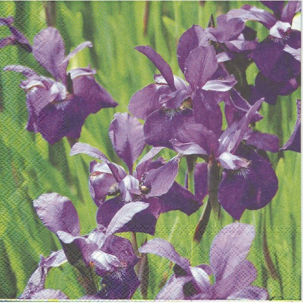 4 Serviettes en papier Fleurs Iris Format Lunch Decoupage Decopatch L-481000 IHR - Photo n°1