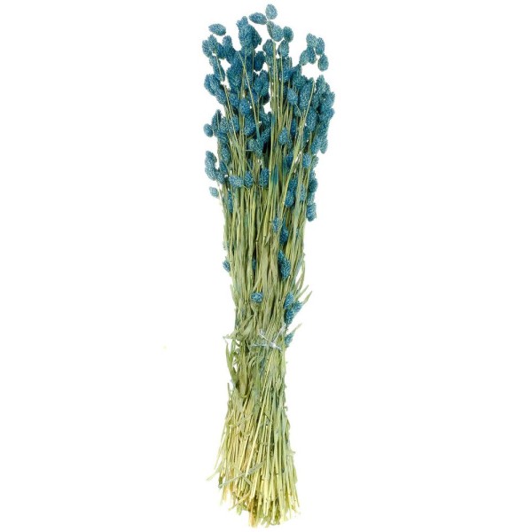Bouquet fleurs séchées phalaris bleu - 70 cm. - Photo n°1