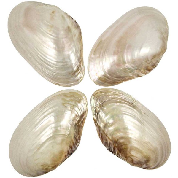 Coquillage mussel nacré - Taille 24 à 26 cm - Photo n°3