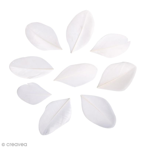 Plumes coupées - Blanc - entre 5 et 6 cm - 30 pcs environ - Photo n°1