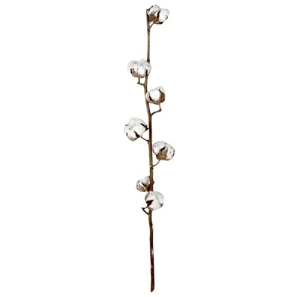 Branche de fleurs de coton - 60 à 70 cm. - Photo n°2