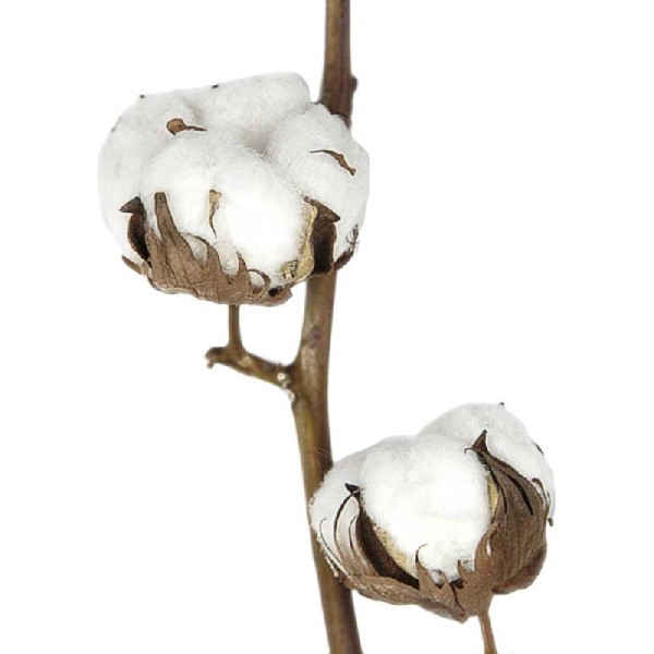 Branche de fleurs de coton - 60 à 70 cm. - Photo n°3