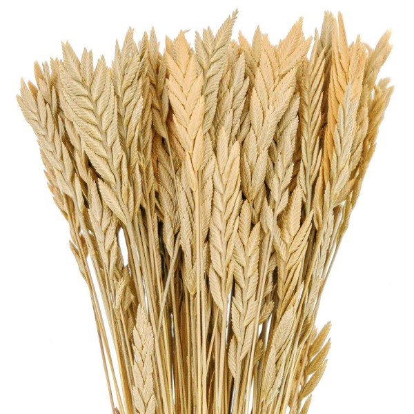 Bouquet de blé spiga d'oro - 38 cm. - Photo n°3