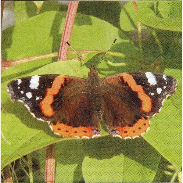 4 Serviettes en papier Nature Papillon Vulcain Format Lunch 10160-7800 IHR Decoupage Decopatch - Photo n°1