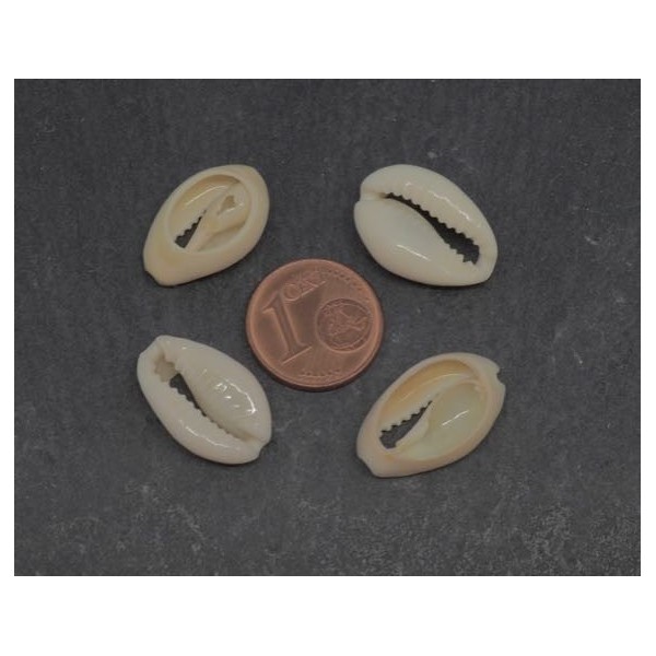 10 Perles Coquillage Cauris Blanc Ivoire Ouverts Tailles De 14mm À 17mm - Photo n°2