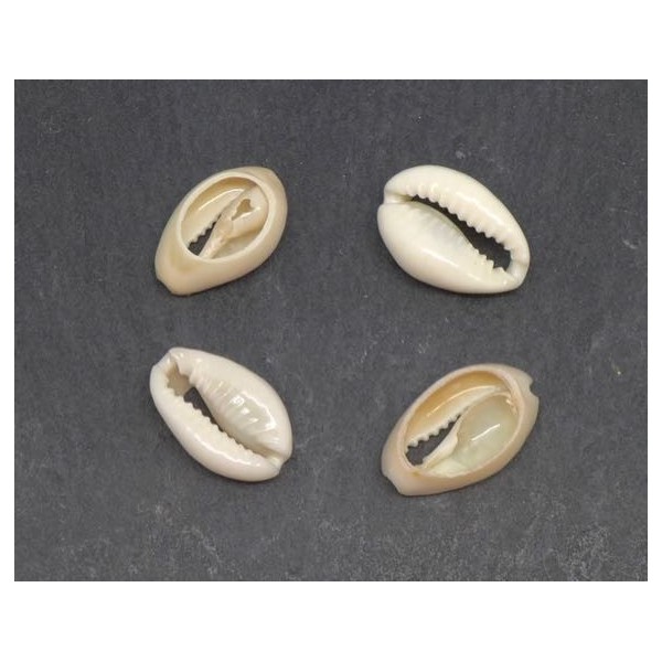 10 Perles Coquillage Cauris Blanc Ivoire Ouverts Tailles De 14mm À 17mm - Photo n°1