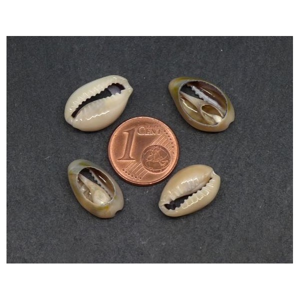 10 Perles Coquillage Cauris Beige Marbré Ouverts Tailles De 14mm À 17mm - Photo n°2