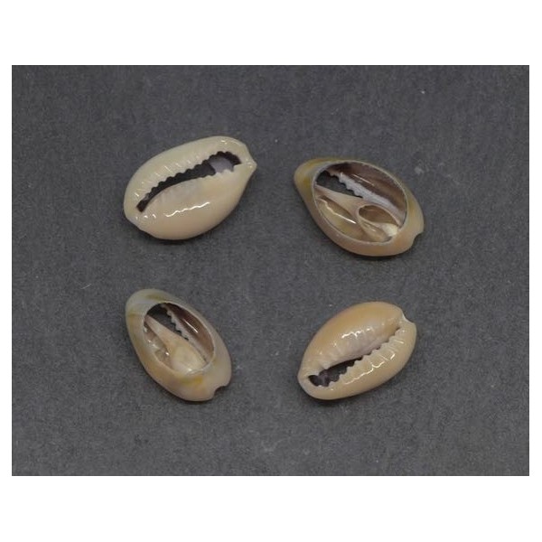 10 Perles Coquillage Cauris Beige Marbré Ouverts Tailles De 14mm À 17mm - Photo n°4