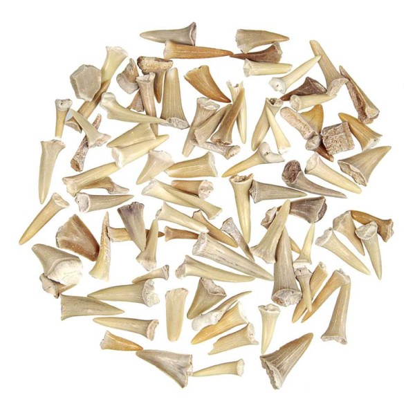 Lot de dents de requin fossilisées - 100 grammes. - Photo n°2