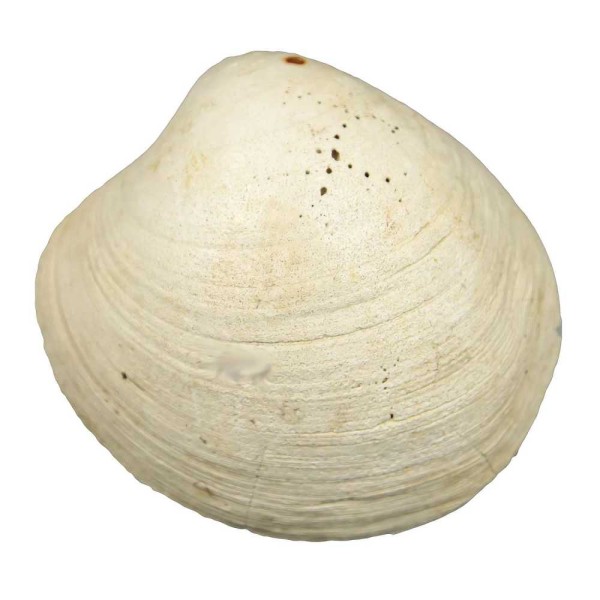 Fossile artica islandica - 7 à 9 cm. - Photo n°2