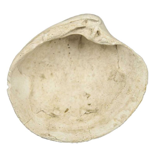 Fossile artica islandica - 7 à 9 cm. - Photo n°3