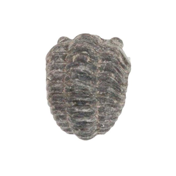 Trilobite phacops fossile +/- 1 cm. - Photo n°2