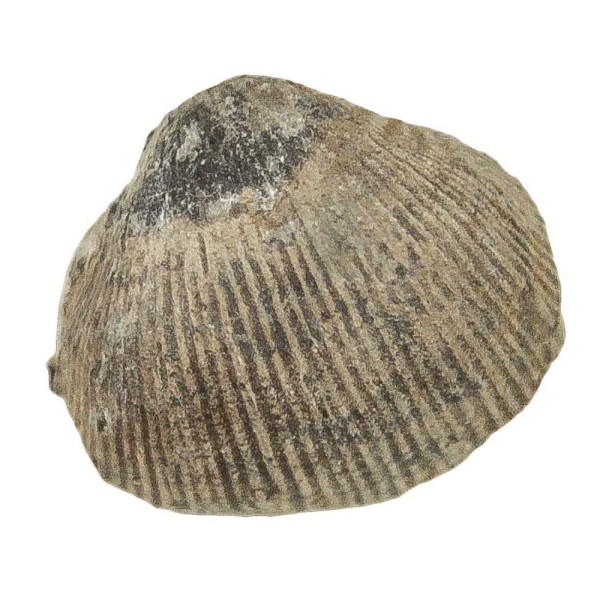 Productus subaculeata fossile - 1.5 à 2 cm. - Photo n°2