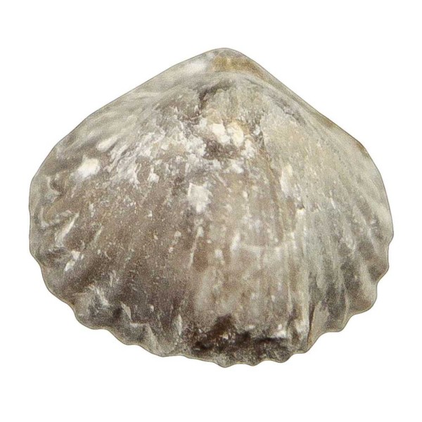 Tetrarhynchia tetraedra fossile - 2 à 2.5 cm. - Photo n°2