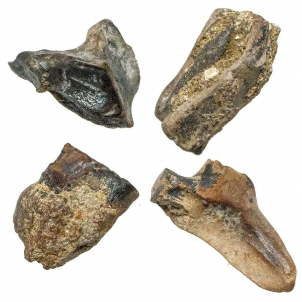 Dent fossile de triceratops horridus - 1 à 1.5 cm - A l'unité. - Photo n°1