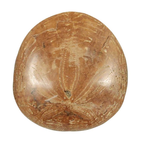 Dendraster gibbsi fossile poli - 3.5 à 4.5 cm. - Photo n°2
