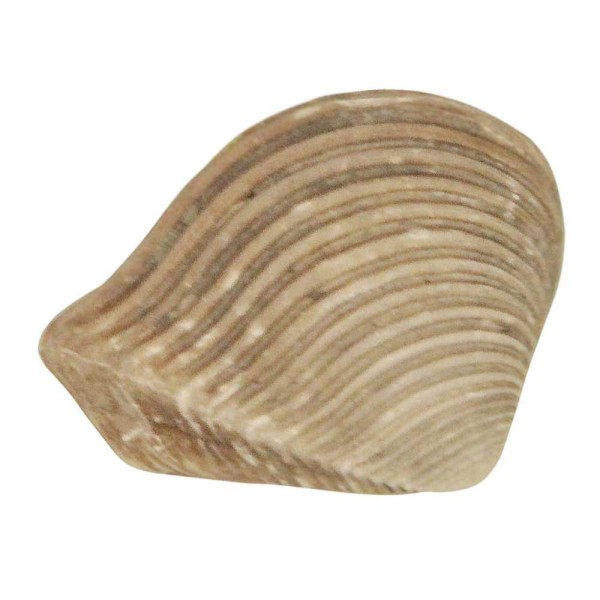 Coquillage crassatella sulcata fossile - 2 à 3 cm. - Photo n°2