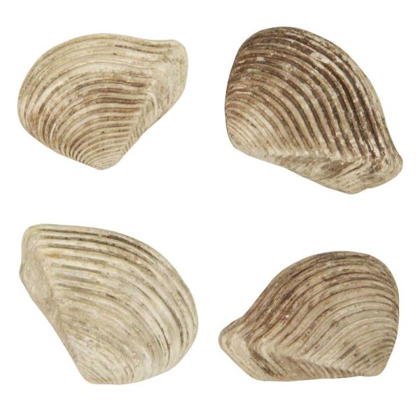 Coquillage crassatella sulcata fossile - 2 à 3 cm. - Photo n°3