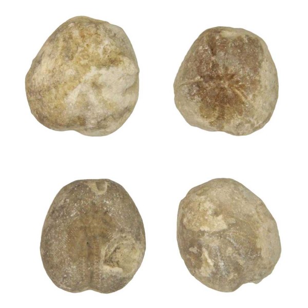 Oursin fossile heteraster - 1.5 à 2.5 cm. - Photo n°3