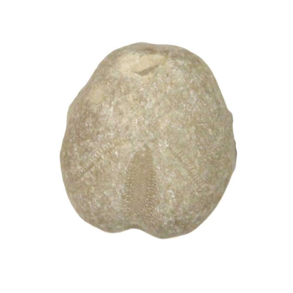 Oursin fossile heteraster - 1.5 à 2.5 cm. - Photo n°1