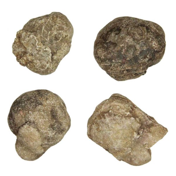 Coprolithe de hyène - 3 à 4 cm - A l'unité. - Photo n°2