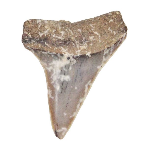 Dent de requin fossilisée cosmopolitodus hastalis - 3.2 cm. - Photo n°1