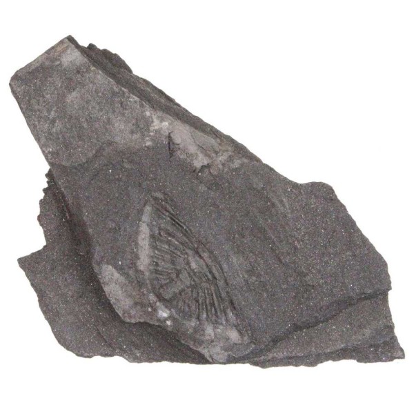 Impression de trilobite ogyginus corndensis fossile - 260 grammes. - Photo n°2
