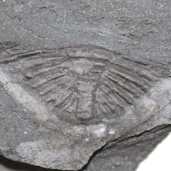 Impression de trilobite ogyginus corndensis fossile - 260 grammes. - Photo n°3