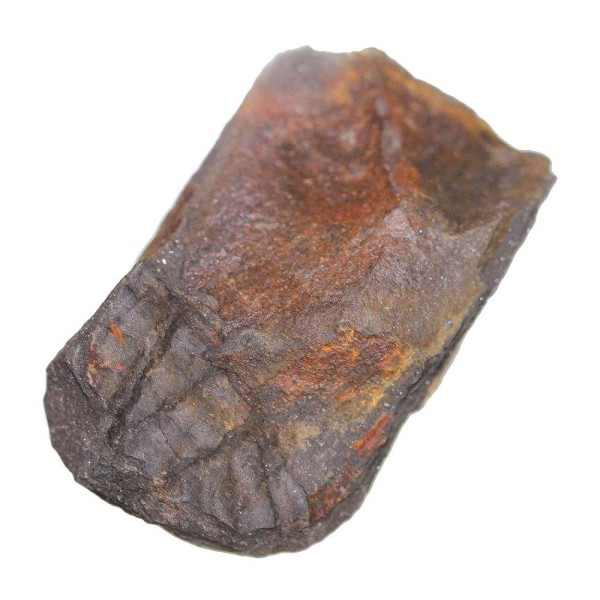Impression de trilobite ogyginus corndensis fossile - 20 grammes. - Photo n°2