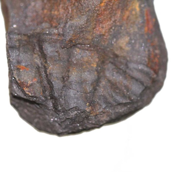 Impression de trilobite ogyginus corndensis fossile - 20 grammes. - Photo n°3